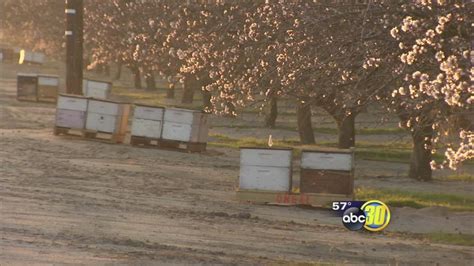 Almond blooms attracting a swarm of bee bandits - ABC30 Fresno