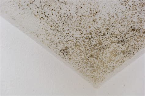 Mold vs. Mildew: How Each Can Harm Your Health | The Healthy