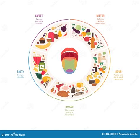 Five Taste Zones In A Mouth - Sweet, Salty, Sour, Bitter And Umami. Vector Illustration ...