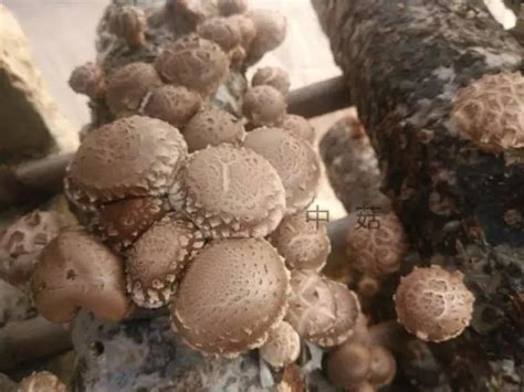 蘑菇的种植方法和技术是什么？ - 惠农网