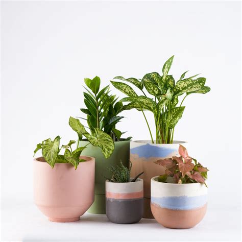 Indoor Plants: ಮನೆಯಲ್ಲಿ ಈ ಗಿಡಗಳನ್ನು ಮೊದಲು ಮನೆಗೆ ತನ್ನಿ! ಆಮೇಲೆ ನೋಡಿ ...