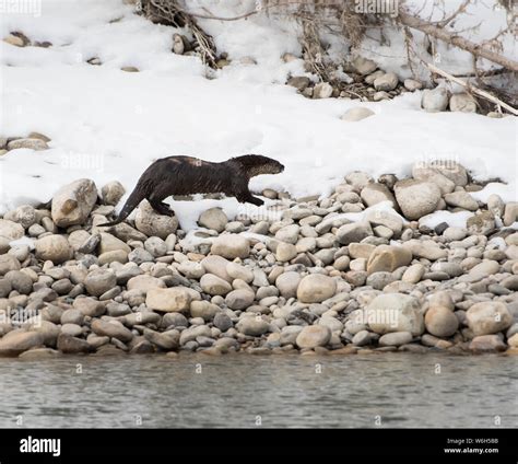 River otter in the wild Stock Photo - Alamy