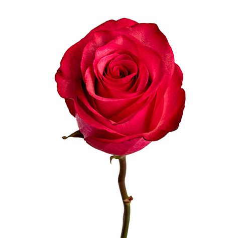 Freedom - Rose - Esmeralda Farms Wholesale Flowers