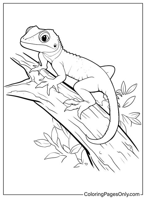 Coloring Pages For Adults Printable Lizzard