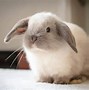 Image result for Lynx Holland Lop