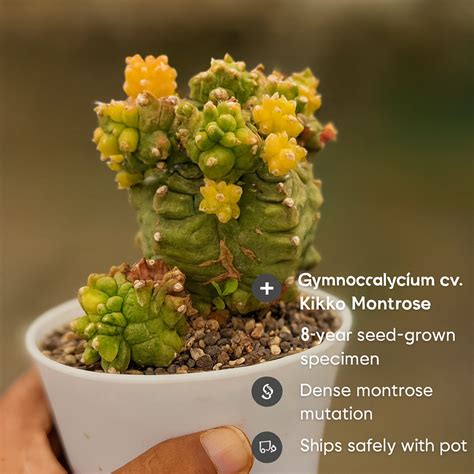 Gymnocalycium Kikko Montrose Rare Cactus Plant – Samarth Cactus Nursery