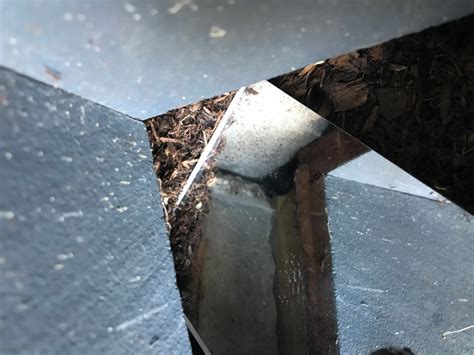 Rodent Entry Points 的图像结果