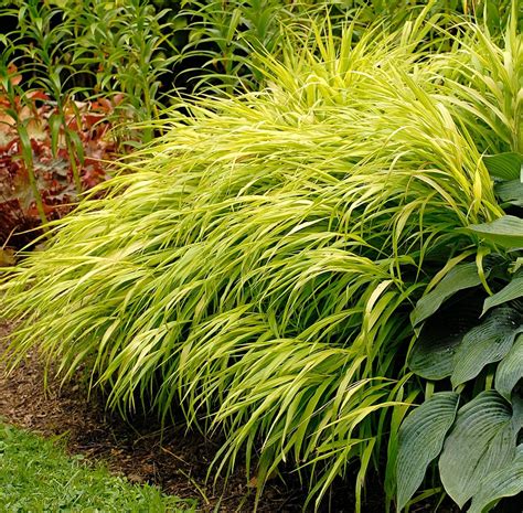 Top 10 Perennial Ornamental Grasses for Your Garden - Birds and Blooms