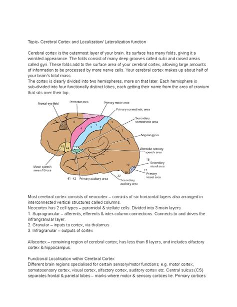 Untitled document - Google Docs - Topic- Cerebral Cortex and ...