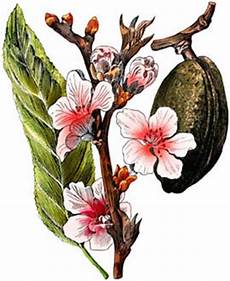 fiori di mandorla l olio di mandorle dolci vivessenza cosmesi fiori di mandorla l olio di mandorle dolci vivessenza cosmesi