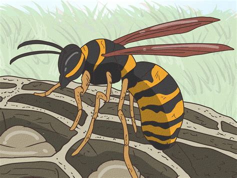 How Long Do Wasps Live? Indoor & Outdoor Lifespan