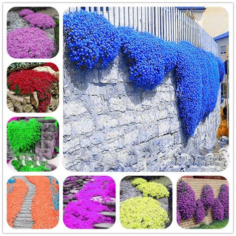 100 Seeds Creeping Thyme Color Purple White Blue Pink Rainbow - Etsy UK