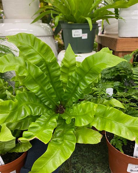 Birds Nest Fern - Duvall Hardware and Garden