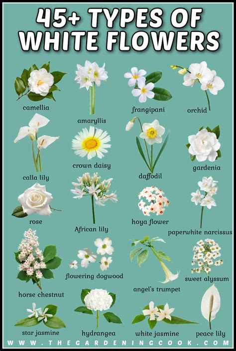 White Colour Flowers Images With Names Infoupdateorg