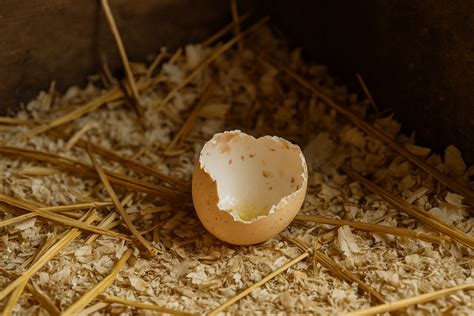 Do I Need a Cockerel for Chickens to Lay Eggs?