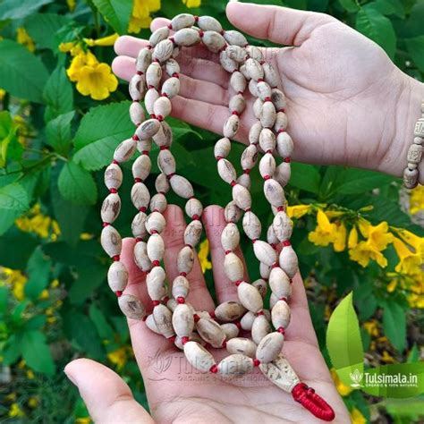 Oval Shape Tulsi Beads Tulsi Japa Mala 108+1 Beads 66 Inches Length ...