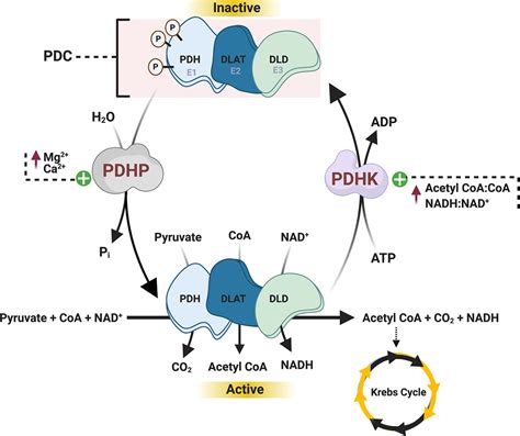 Image result for Pyruvate Dehydrogenase Complex PDHA1