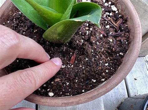 Tiny bugs in houseplant soil 🌿 🚫 How to tackle the tiny trespassers
