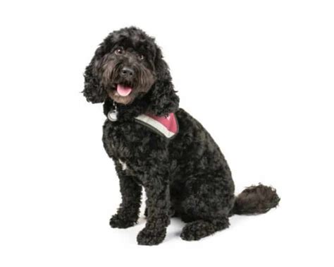 Image result for Cockapoo Temperament