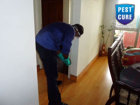 Termite Treatment - Best Pest Control Services In Delhi-NCR