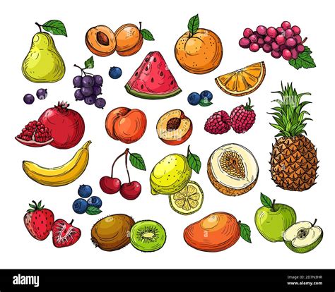 Melon and citrus Stock Vector Images - Alamy