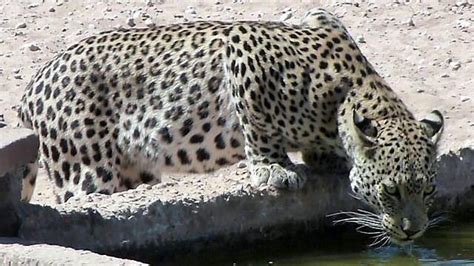 KALAHARI DESERT (2026) All You Need to Know BEFORE You Go (with Photos ...