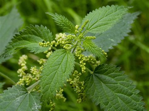Stinging Nettle Tree 的图像结果