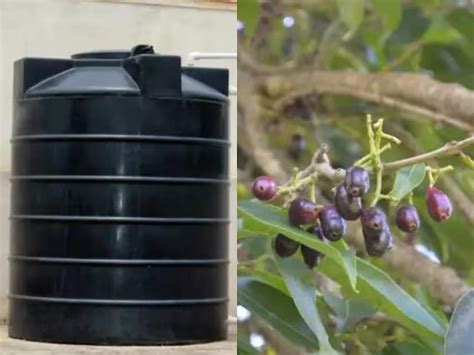Water Tank Cleaning Hack: বাড়ির জলের ট্যাঙ্কে ফেলে রাখুন এই 'এক টুকরো ...