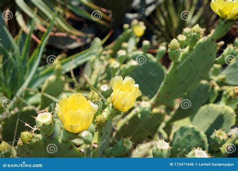 Opuntia or Prickly Pear, a Genus in the Cactus Family, Cactaceae Stock ...