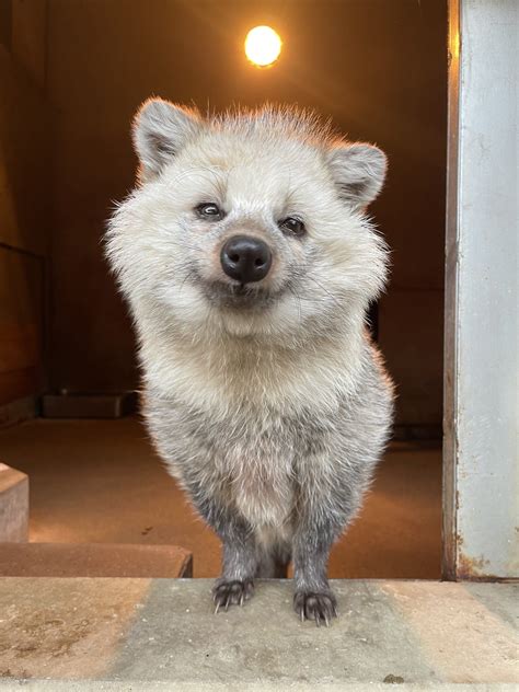 市川市動植物園（公式） (@ichikawa_zoo) on X | 可愛すぎる動物, タヌキ, 可愛い 動物