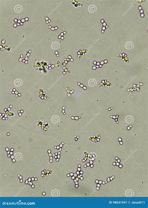 Budding yeast cells stock image. Image of fungus, bacterium - 98641941