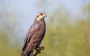 Wallpaper kite, bird, predator, beak, branch hd, picture, image
