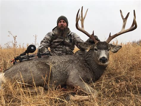 Hunting For Mule Deer at Billy Mcmanus blog