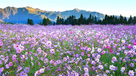 Desktop Wallpapers Nature mountain Sky Flowers Grasslands 1920x1080