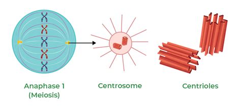 Centrosomes - GeeksforGeeks