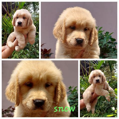 Golden Retrievers (ARM of Light) Lipa City - Philippines Buy and Sell ...