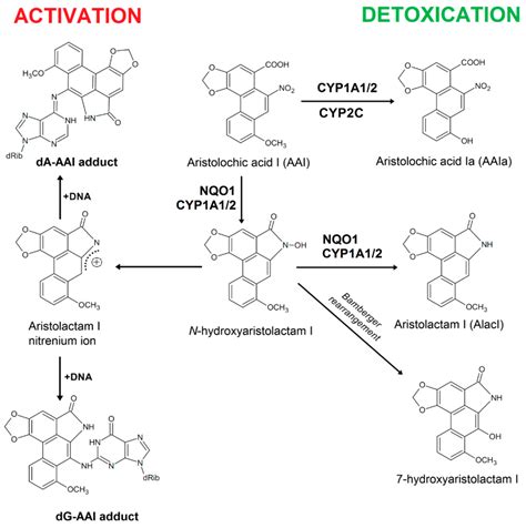 A Mechanism of O-Demethylation of Aristolochic Acid I by Cytochromes P450 and Their ...