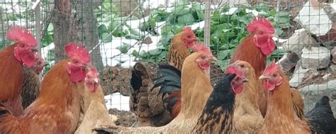 农村散养鸡技术，各阶段饲养管理方法大全