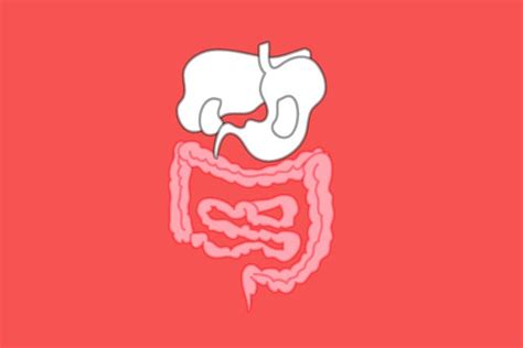 Image result for How Does Pooping Work