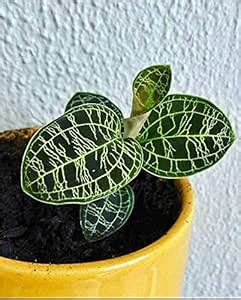 Buy SHOP-SPEND-REPEAT jewel orchid macodes turtleback orchid lightning ...