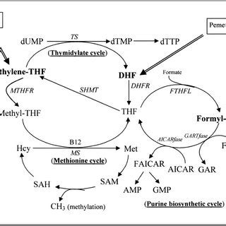 Image result for Purine Synthesis Folate