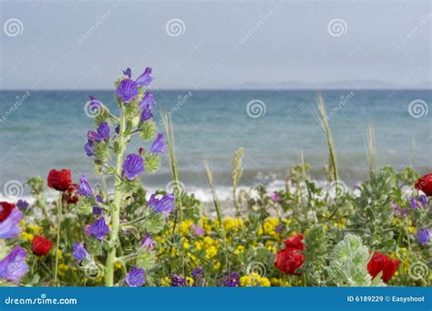 Wild flowers stock image. Image of maquis, green, background - 6189229