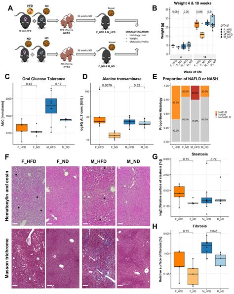 Impact of Maternal Obesity on Liver Disease in the Offspring: A ...