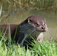 Image result for Otter Mini Lop