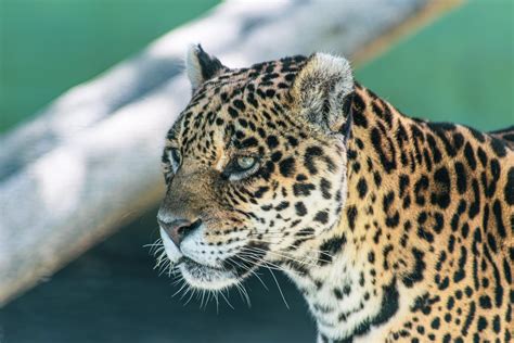 Jaguar Habitat Information at Betty Crosby blog