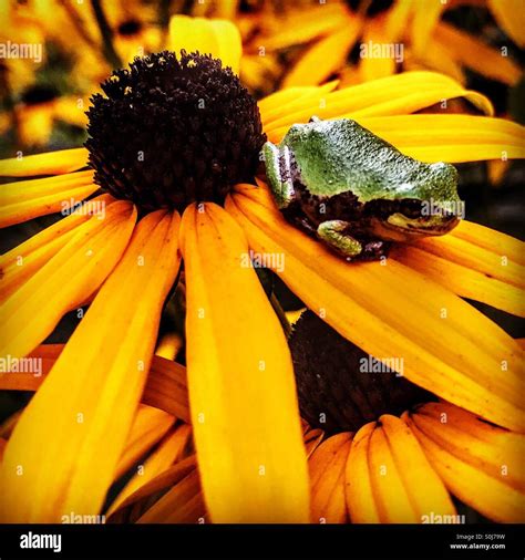 Image result for Alien Michigan Frog