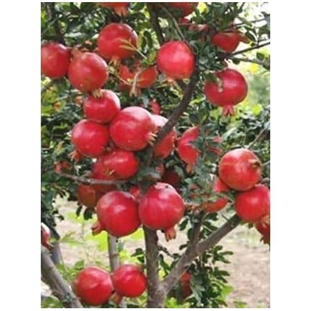 PlantaZee Live Hybrid Dwarf Pomegranate Fruit Plant : Amazon.in: Garden ...