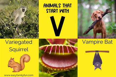 Animals that Start with V