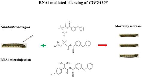 Identification and Functional Analysis of a Novel Cytochrome P450 Gene ...