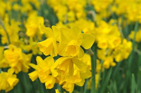 10 Types of Jonquil Daffodils - A-Z Animals